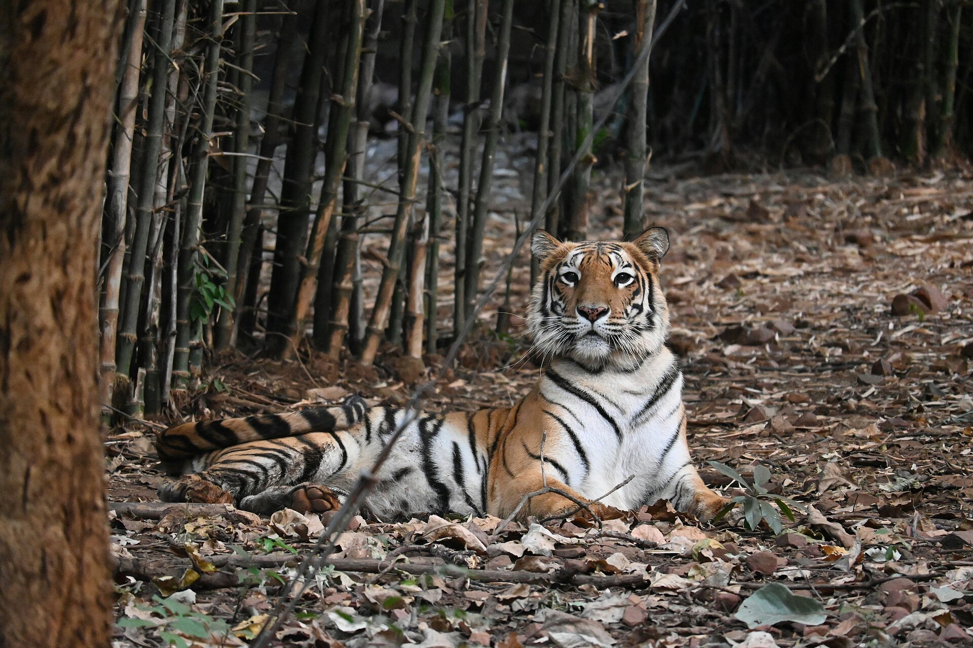 Bengalischer Tiger beim Entspannen in Bhopal
