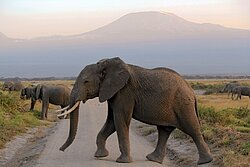 Ein Elefant kreuzt die Straße, im Hintergrund das mächtige Panorama des Kilimanjaros 