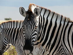Privatreise, Gruppenreise, Selbstfahrertour, Botswana, Südafrika, Viktoria Falls, das Beste, Safari, Zebras