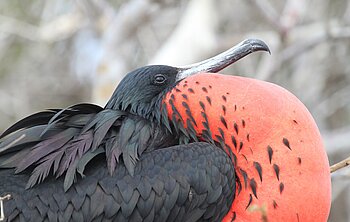 Galapagos mit Zeit erkunden