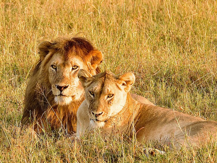 Zwei Löwen liegen im hohen Gras der Serengeti in Tansania.