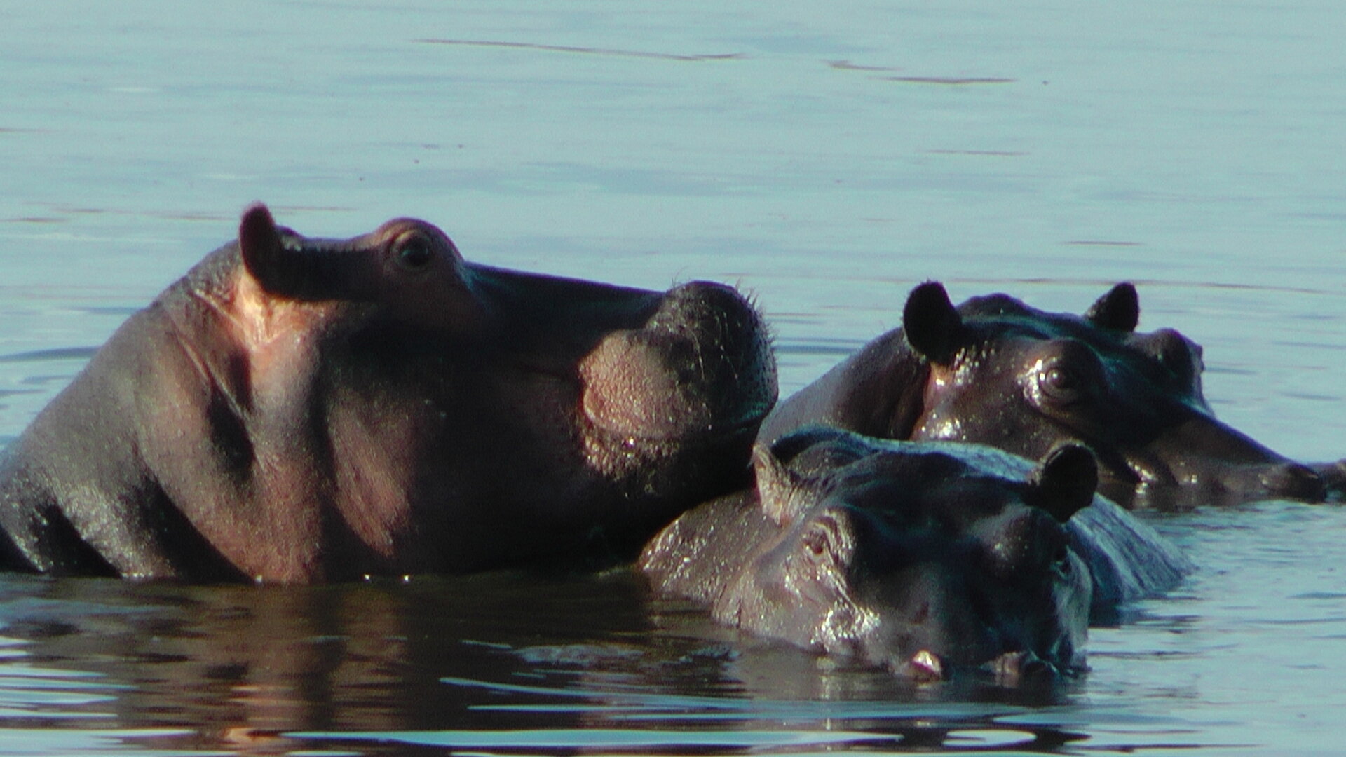 Auf einer TAKE OFF Erlebnisreise sehen Sie Hippos im Chobe River