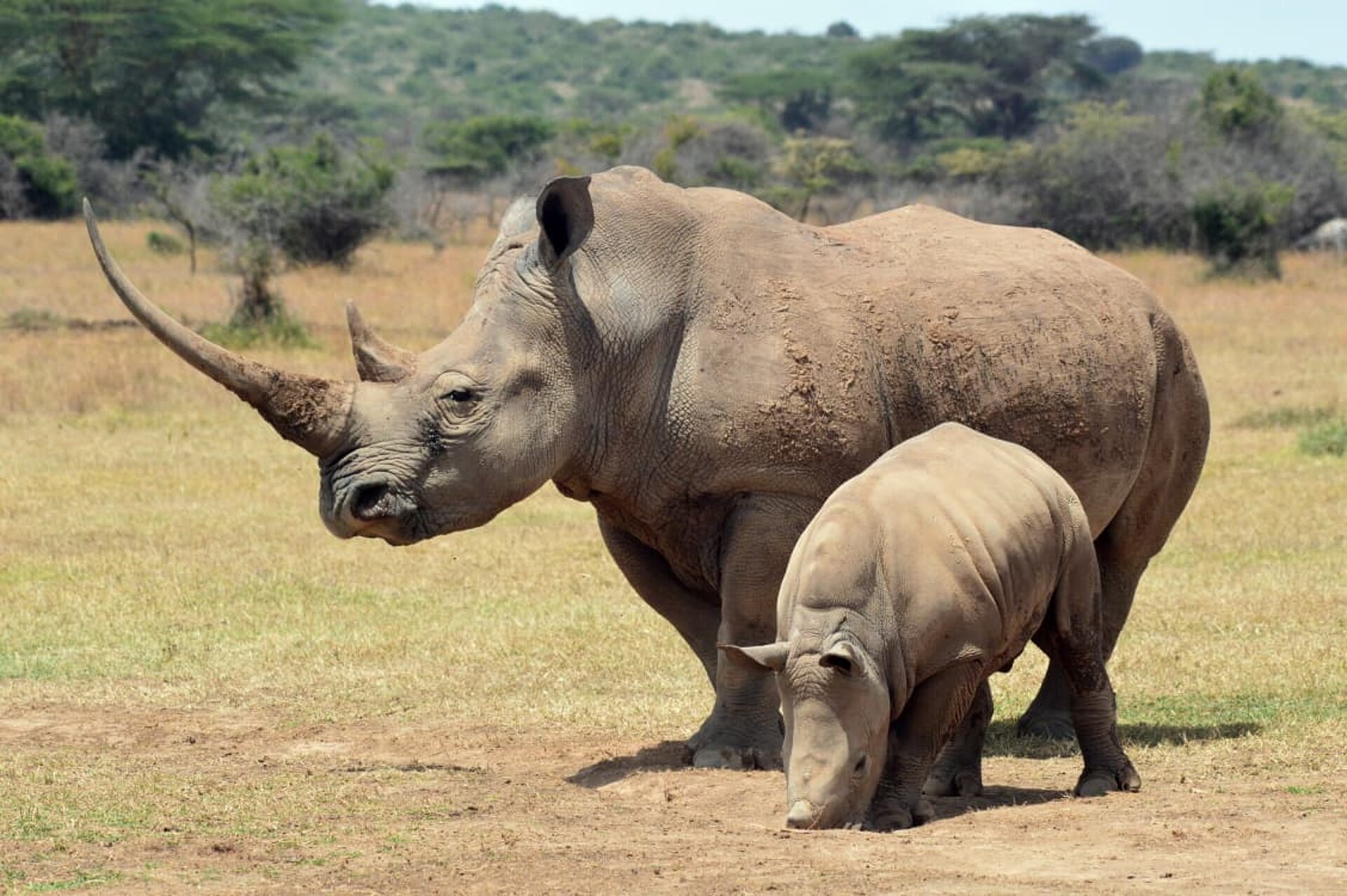 Nashorn mit Jungem in Kenia
