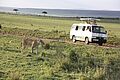 Ein Löwe pirscht durch die weite Savanne der Masai Mara und ein Safari Minibus steht nur wenige Meter entfernt. Die Touristen schießen Fotos.