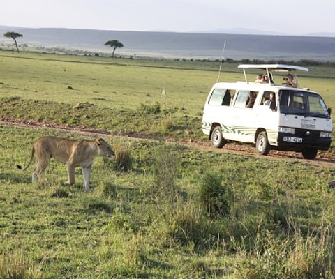 Ein Löwe pirscht durch die weite Savanne der Masai Mara und ein Safari Minibus steht nur wenige Meter entfernt. Die Touristen schießen Fotos.