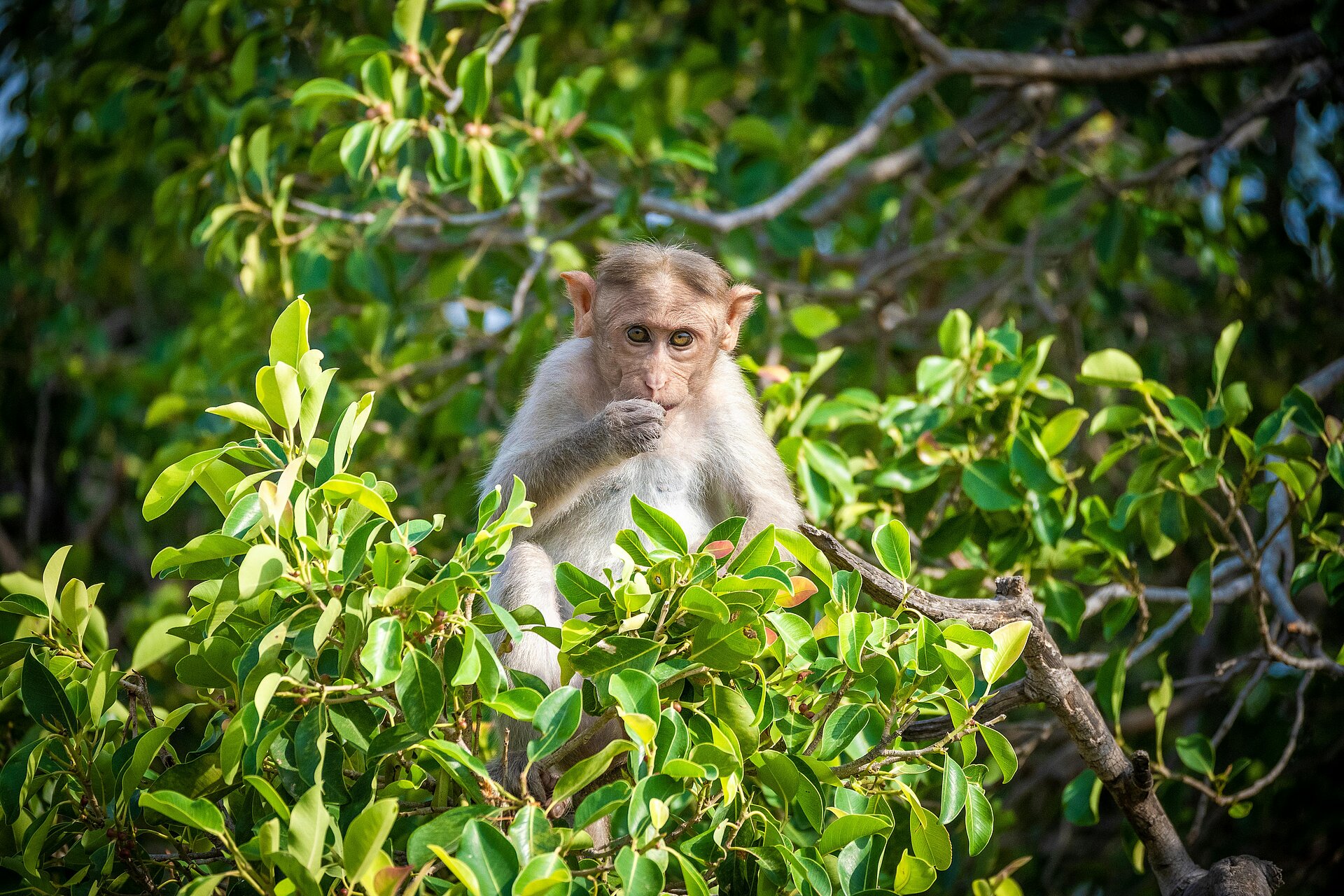 Freches Jungtier Äffchen im grünen Gebüsch beim Jim Corbett Nationalpark