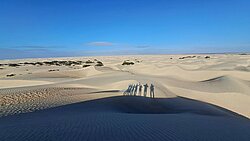 Sarafandüne bei Guerrero Negro Baja California Mexiko