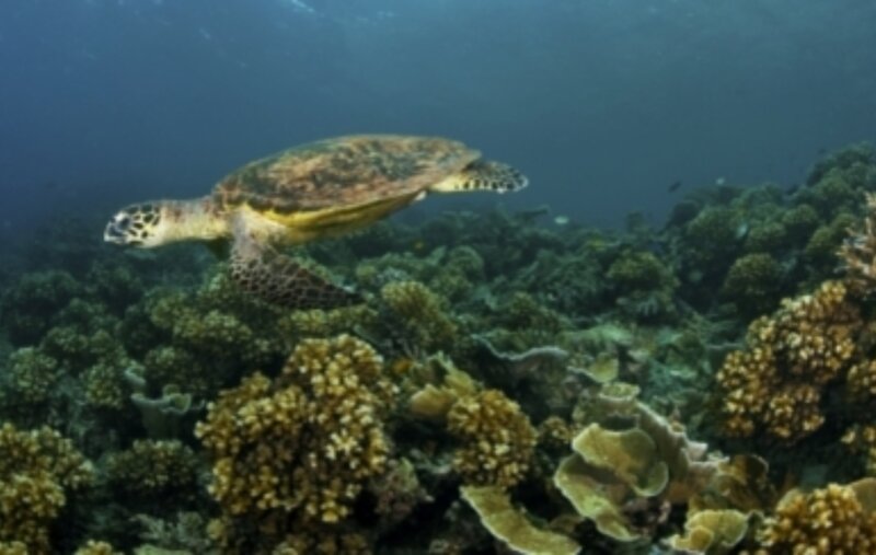 Schildkröteninsel | Reisebaustein Borneo