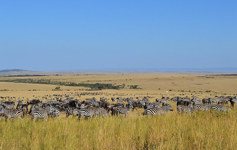 Kleingruppenreise Kenia - Safari Klassiker und Baden